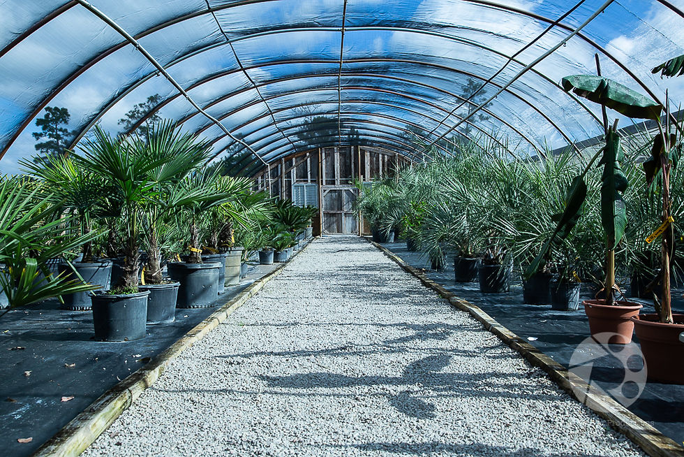 Greenhouse interior with rows of potted palms on a gravel path. Arched transparent roof, blue sky visible, creating a serene, lush ambiance. Shopping for palm tree near morehead city nc