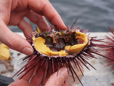 guuding-ngaay-sea-urchin-is-a-delicacy-enjoyed-by-the-haida-for-millennia-photo-parks-cana