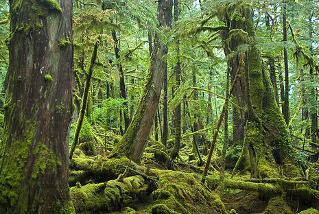 Haida-Gwaii-2009_rose-harbour-forest_N2A2838_Andrew-S.-Wright.jpg