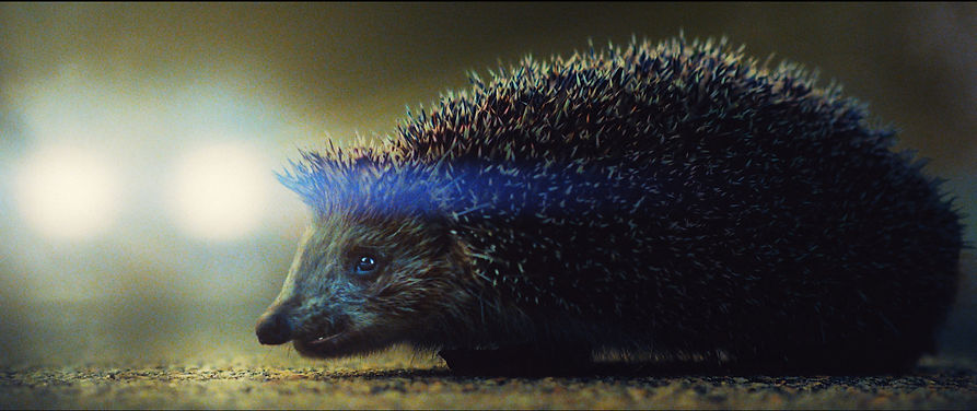 RSP_Hedghog_GRA_24_03_24_edited.jpg