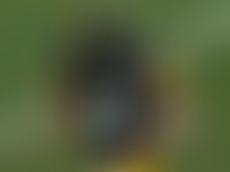 Gana Pittsburgh y prácticamente gana su división con derrota de Cuervos