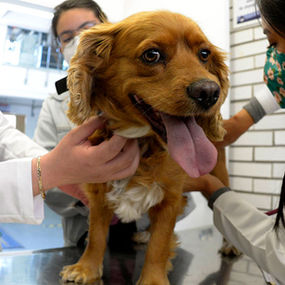 En marcha, semana de vacunación antirrábica canina y felina en la CDMX