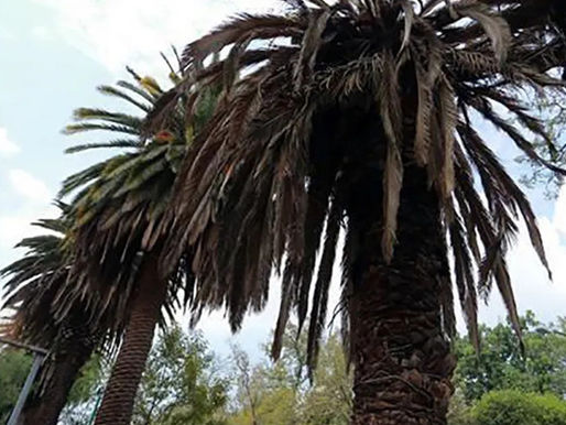 En marcha, programa de atención a palmeras en la CDMX