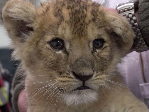 Ofrece restaurante chino tomar el té junto a cachorros de león