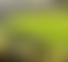 Ordena alcaldía Benito Juárez partido América-Pachuca a puerta cerrada