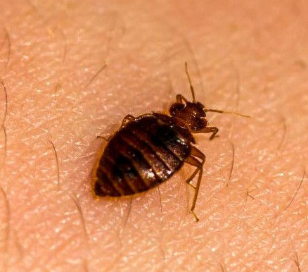 Continúa fumigación en la UNAM: encontraron...una chinche