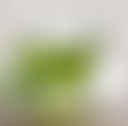 Estudian y encuentran impacto del té verde en el cerebro de los adultos mayores