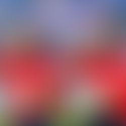 Regreso a Irán su selección de futbol femenil