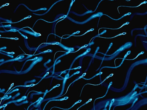 Cosa de imaginarlo: faltan pocos días para la primera carrera de espermatozoides
