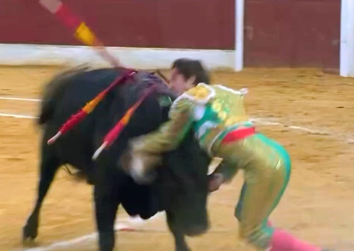 Torero ibérico sufre fuerte cornada en los testículos: está en terapia intensiva