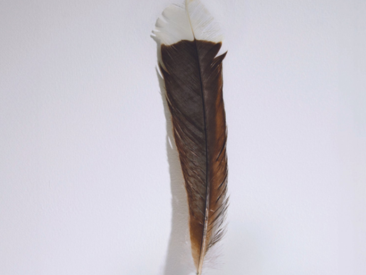 Subastan en cifra impensada una pluma de un ave extinta
