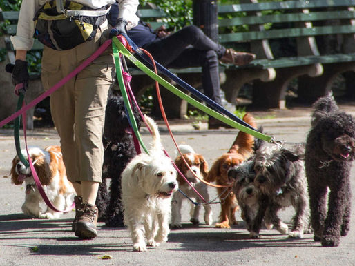 Crean padrón de paseadores de perros en la CDMX
