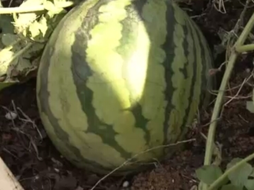 Reubican sandía que crecía en medio de una transitada avenida de Japón