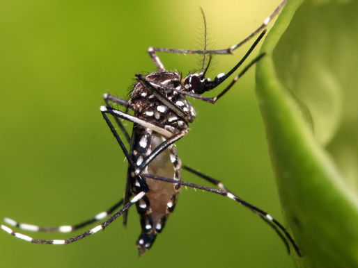 Primera Jornada Nacional contra Chikungunya y Dengue logra cobertura de todo el país