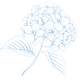 ellis club hydrangea blue.png