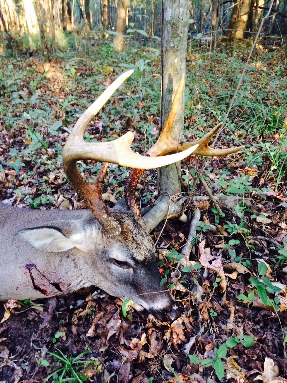 Where he fell - Howard's Bertie County 8 Pointer - White Oak Ranch
