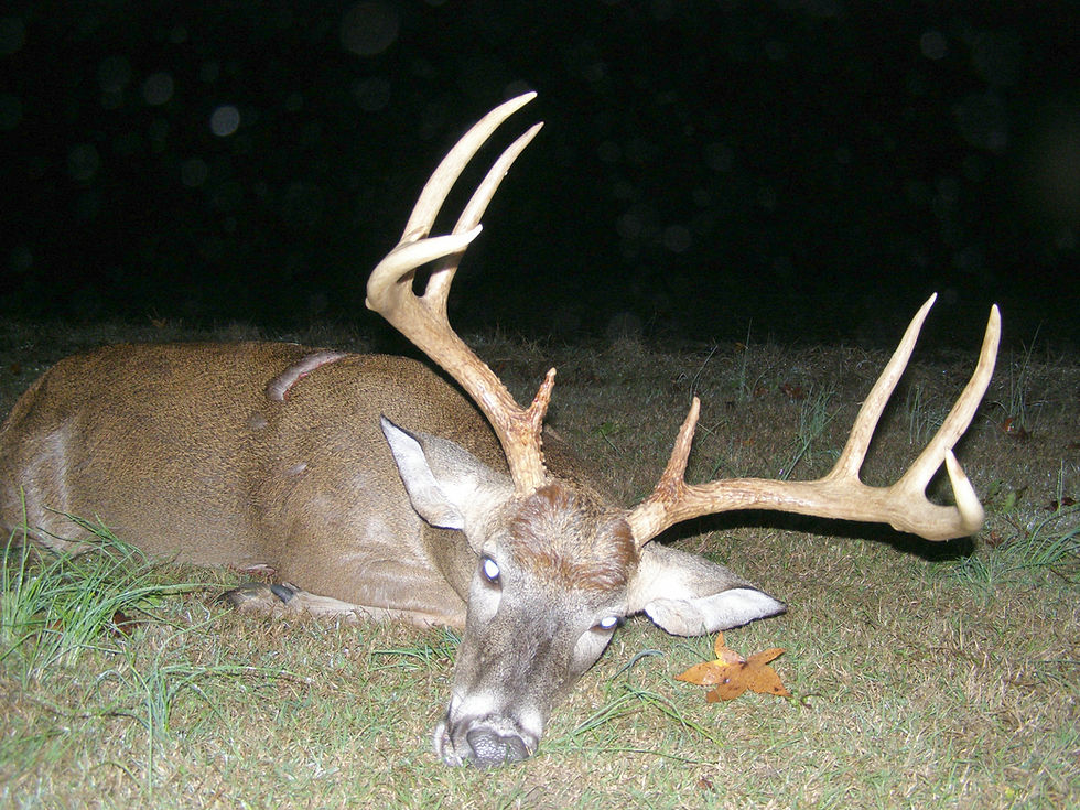 Warren Farm 9 Pointer - BO 