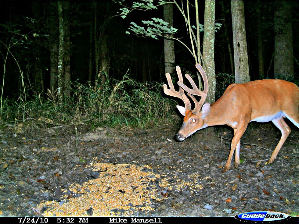 White Oak 9 Pointer Velvet 