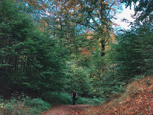 Join Us for a Scenic Epping Forest Walk & Exclusive Cafe Offer! 🌿🍽