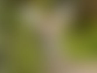 Fairfax County to Cull White-Tailed Deer