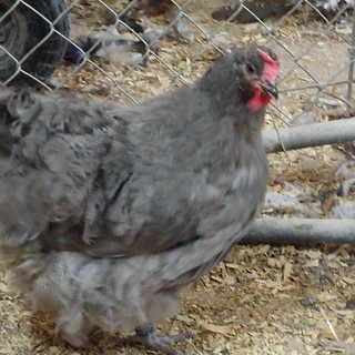 English Orpingtons Chickendanzfarm