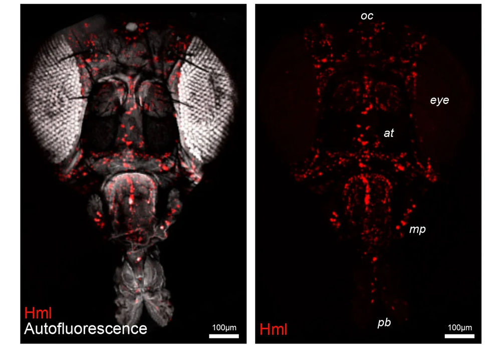 Células sanguíneas fluorescentes en la cabeza de una mosca de la fruta, revelando cómo el sueño transfiere el daño oxidativo de las neuronas a las células gliales, y posteriormente a las células sanguíneas. Investigación liderada por Amita Sehgal. Crédito: Cho et al. PMID: 41673150.