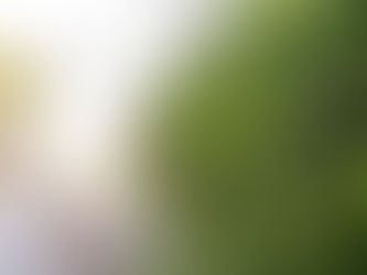 Crean hongos que destruyen mosquitos