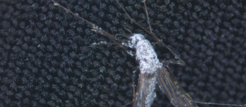 Desarrollan una “ETS de mosquitos” para combatir la malaria