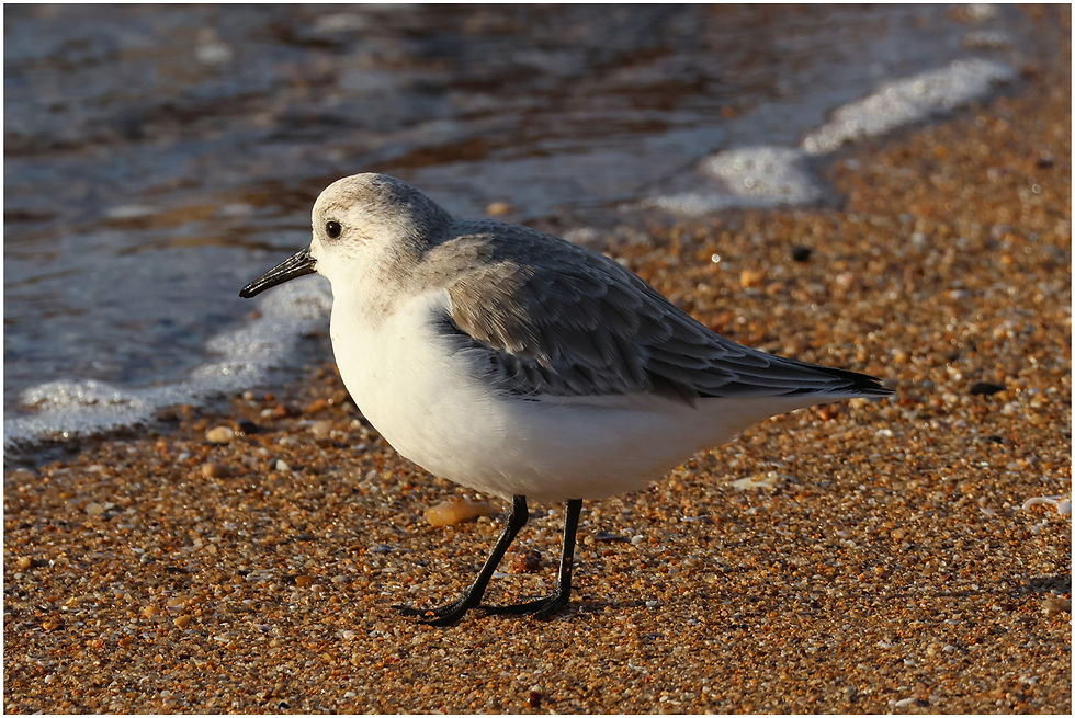 Vincent sanderling