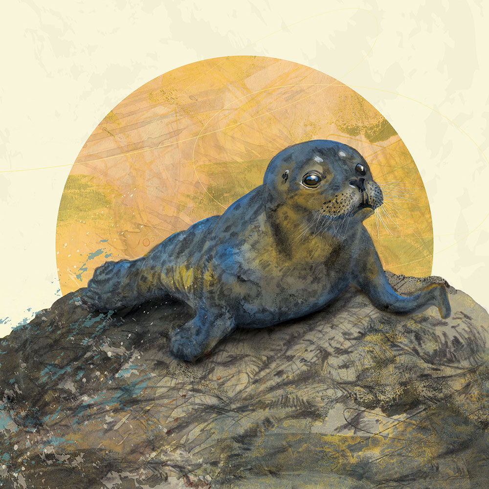 Rona Innes | Unframed Giclee Print – Common Seal Pup