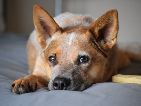 Pourquoi le travail de troupeau aidera mon chien de berger ?