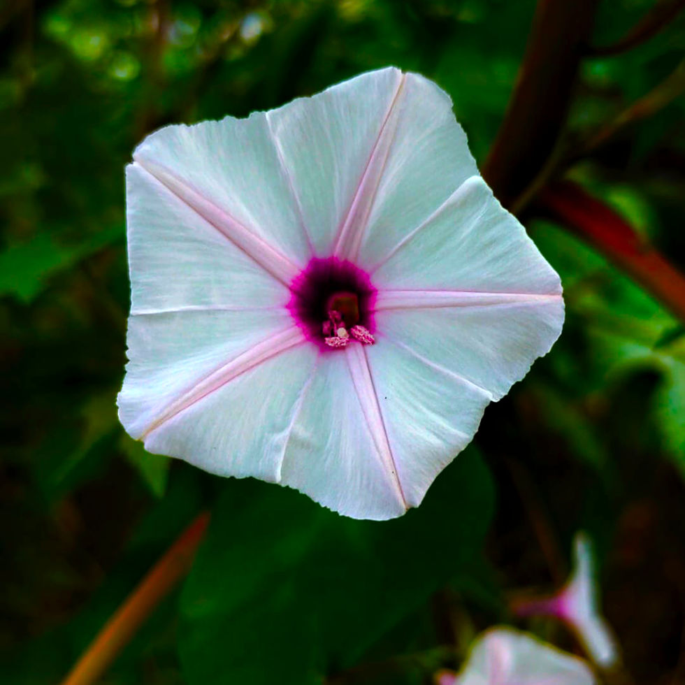 white flower - Copy