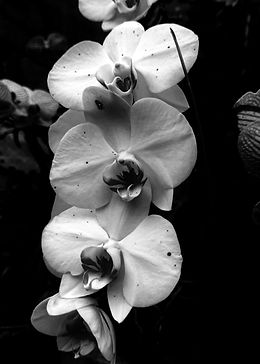 white orchid b and w.jpg