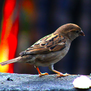 sparrow 5