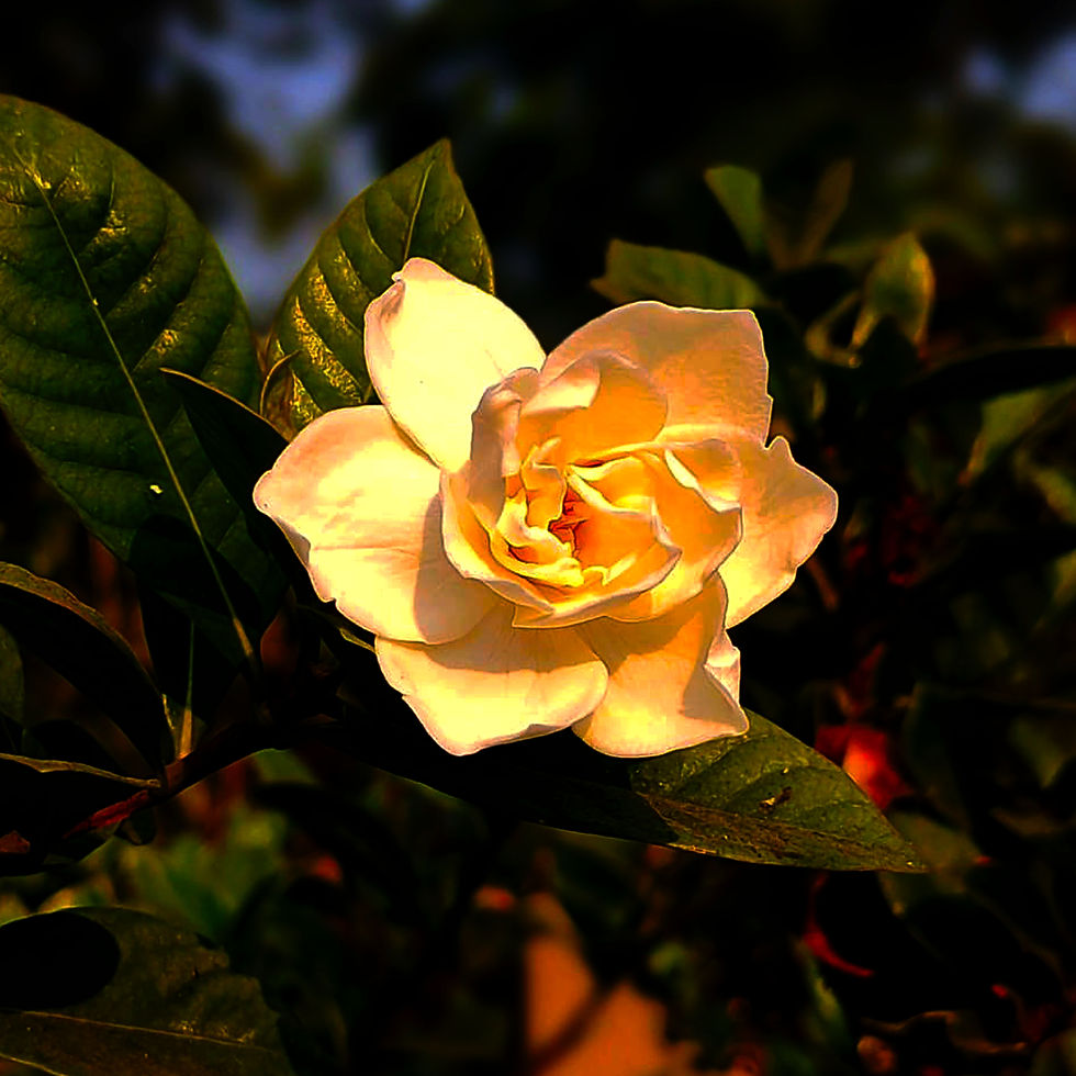 white rose