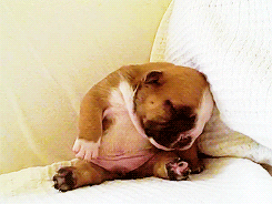 tired-puppy.jpg