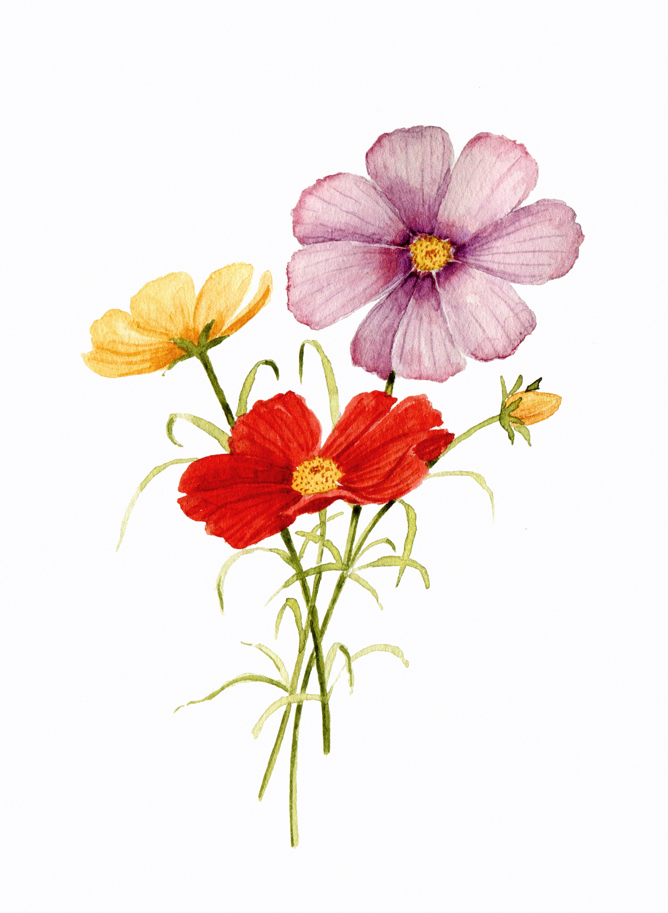 "Cosmos"