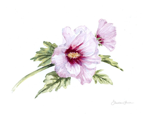 Rose of Sharon