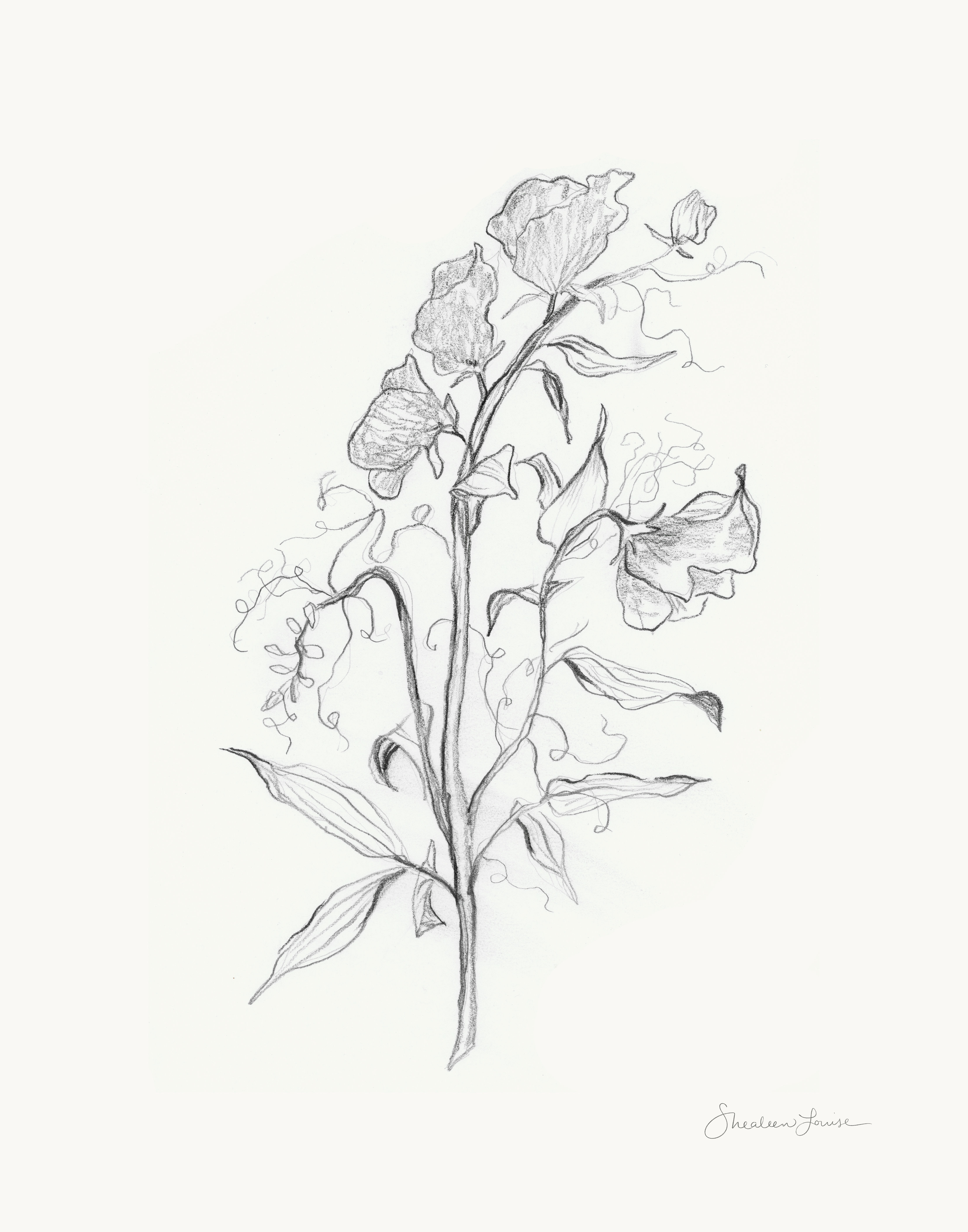 "Sweet Pea Sketch"