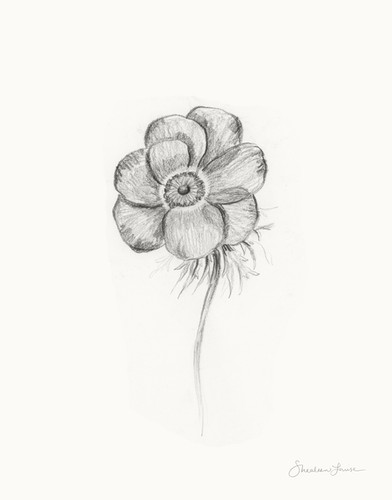 絵画 anemone P J Redoute Flowers ANEMONE SIMPLEX Botanical Art Original