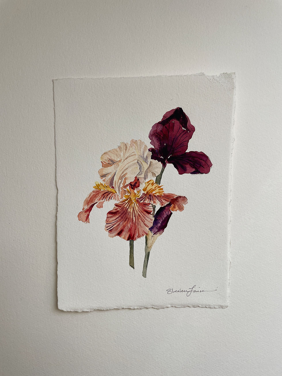 Thumbnail: Original Iris Watercolor Painting