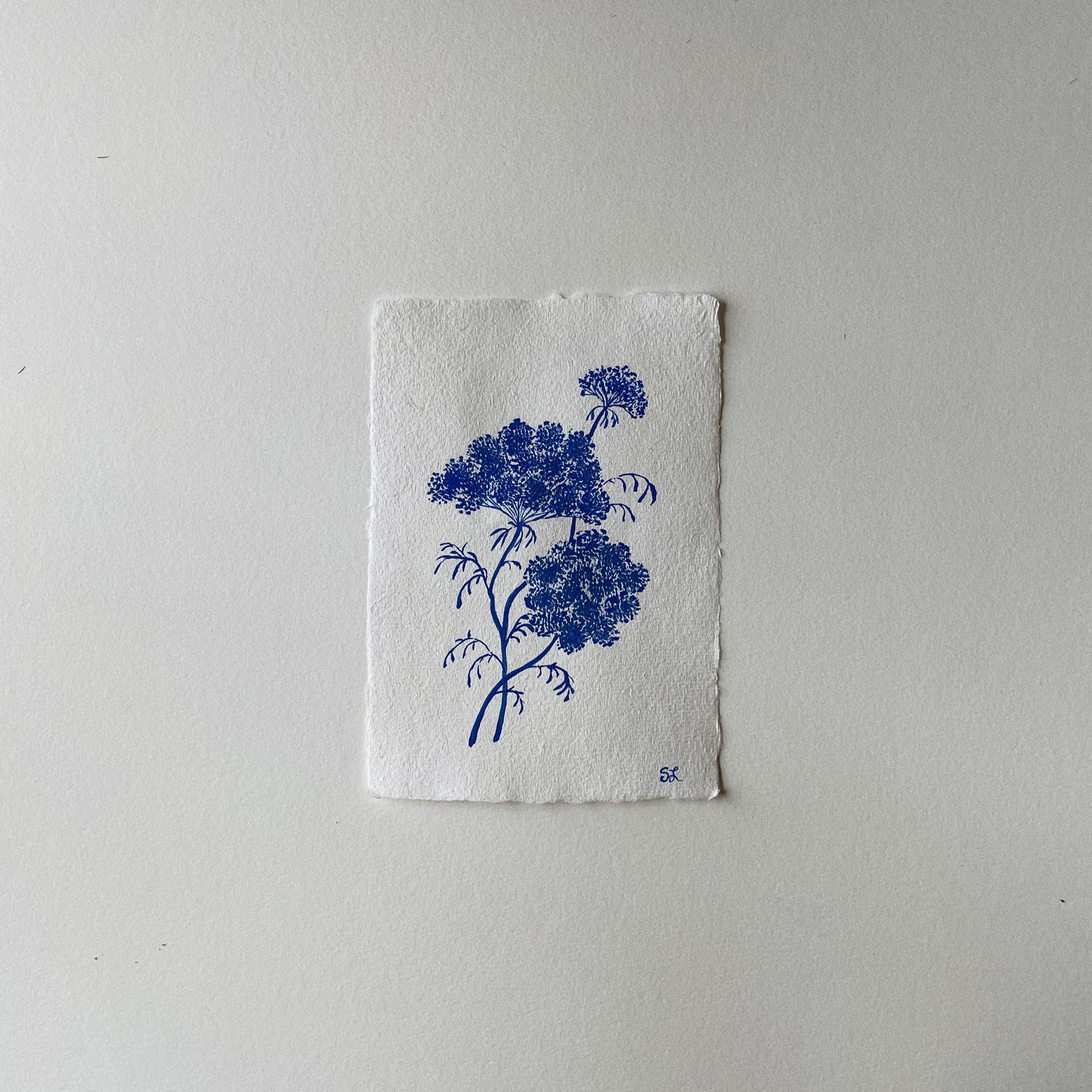 Blue Botanicals — Queen Anne's Lace no. 3 — 5x7
