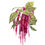 Thumbnail: Amaranth "Love Lies Bleeding" Botanical Print