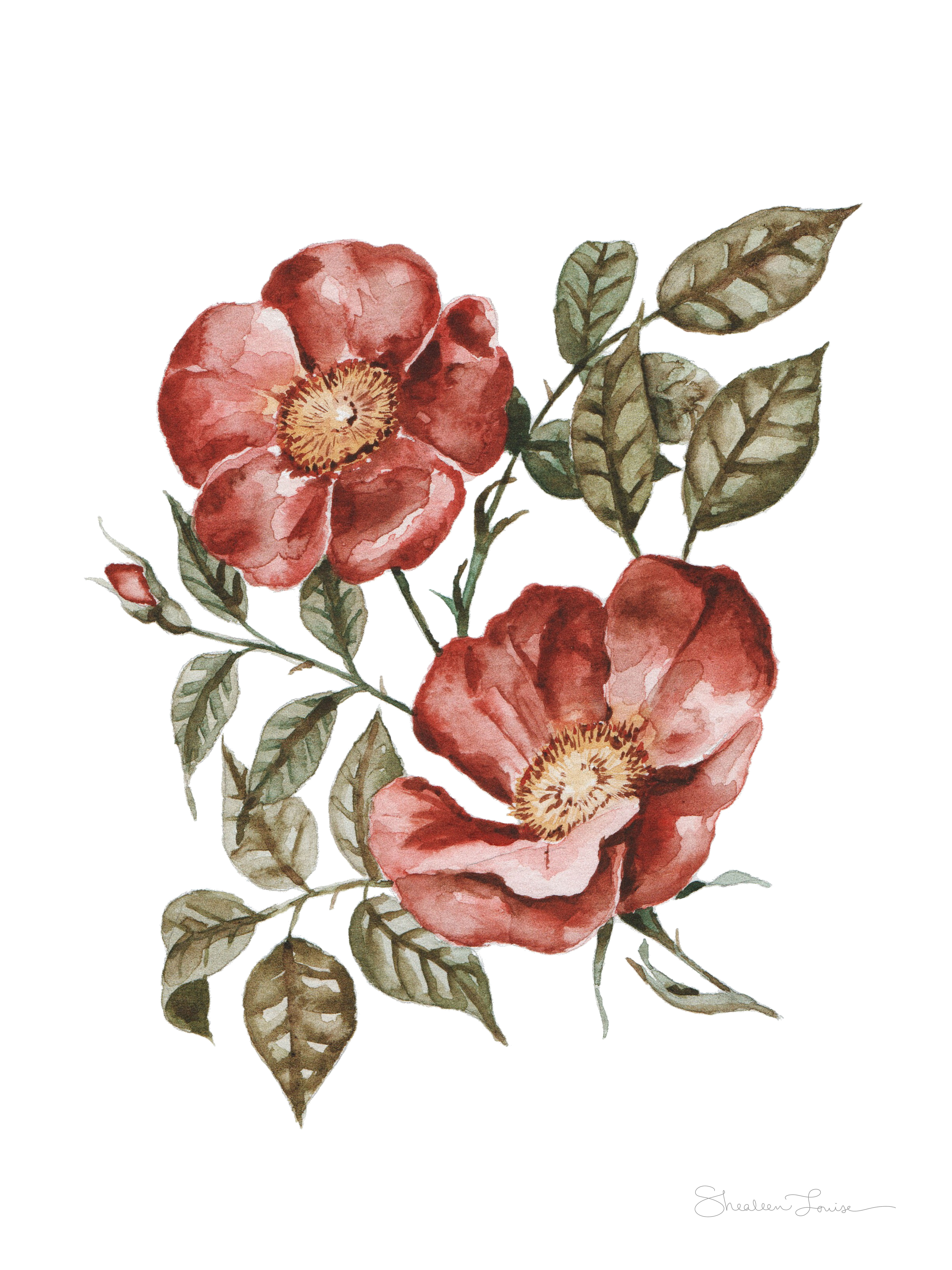 "Red Wild Roses"