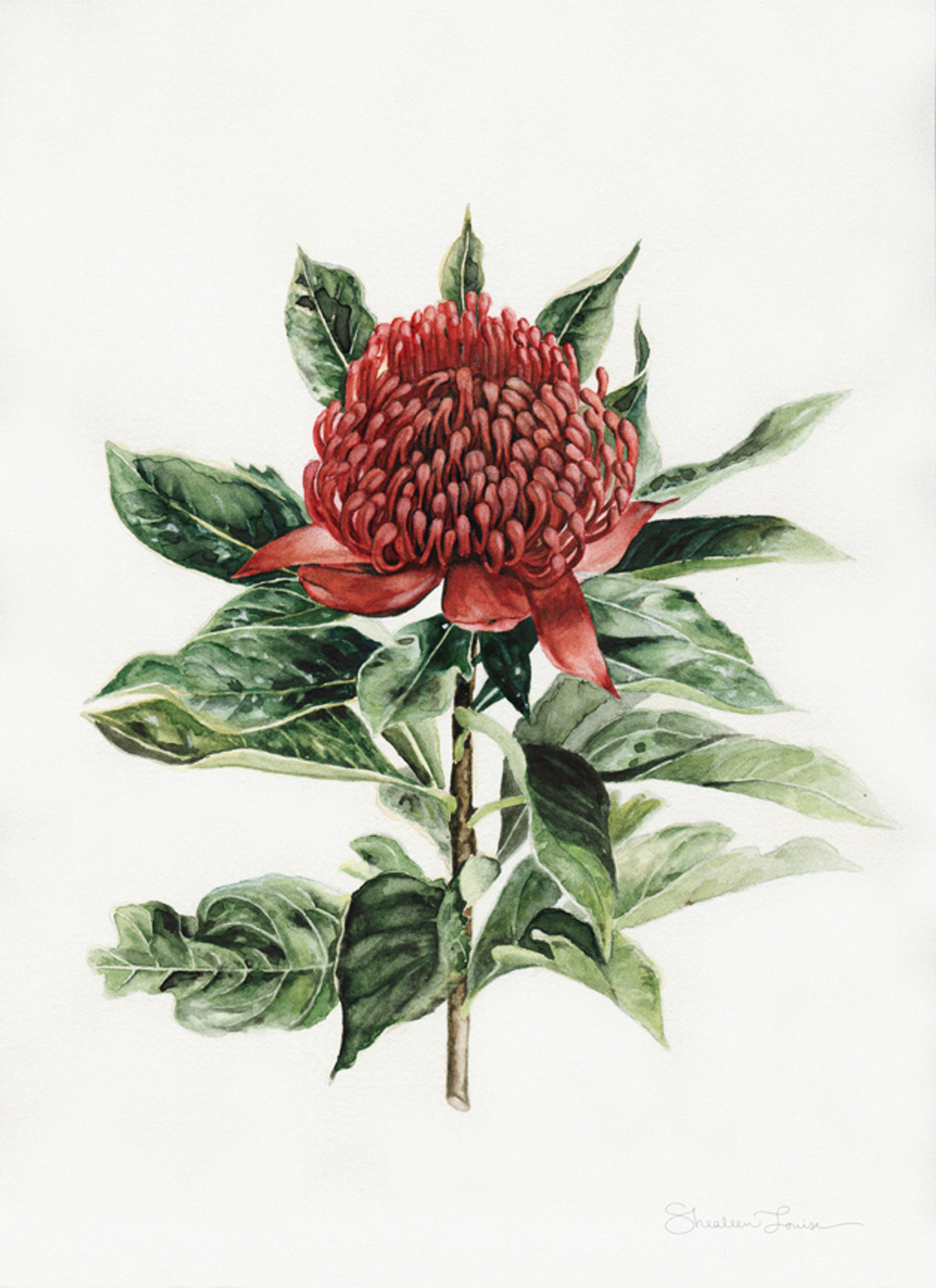 Art Print A3 Waratah Portrait - Typoflora main image 1