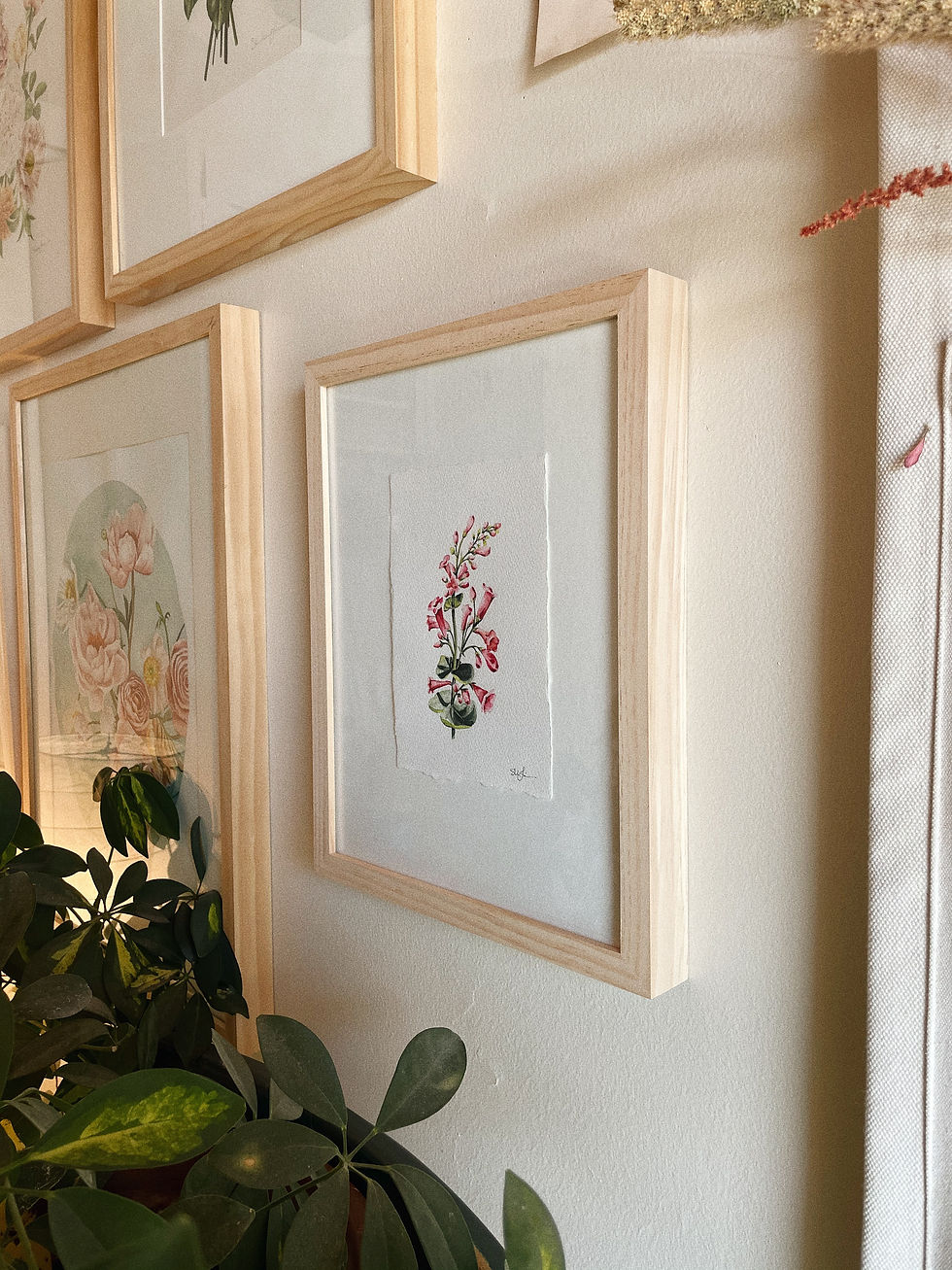 Thumbnail: "Pink Desert Beardtongue" — 5.5 x 8, Original Watercolor