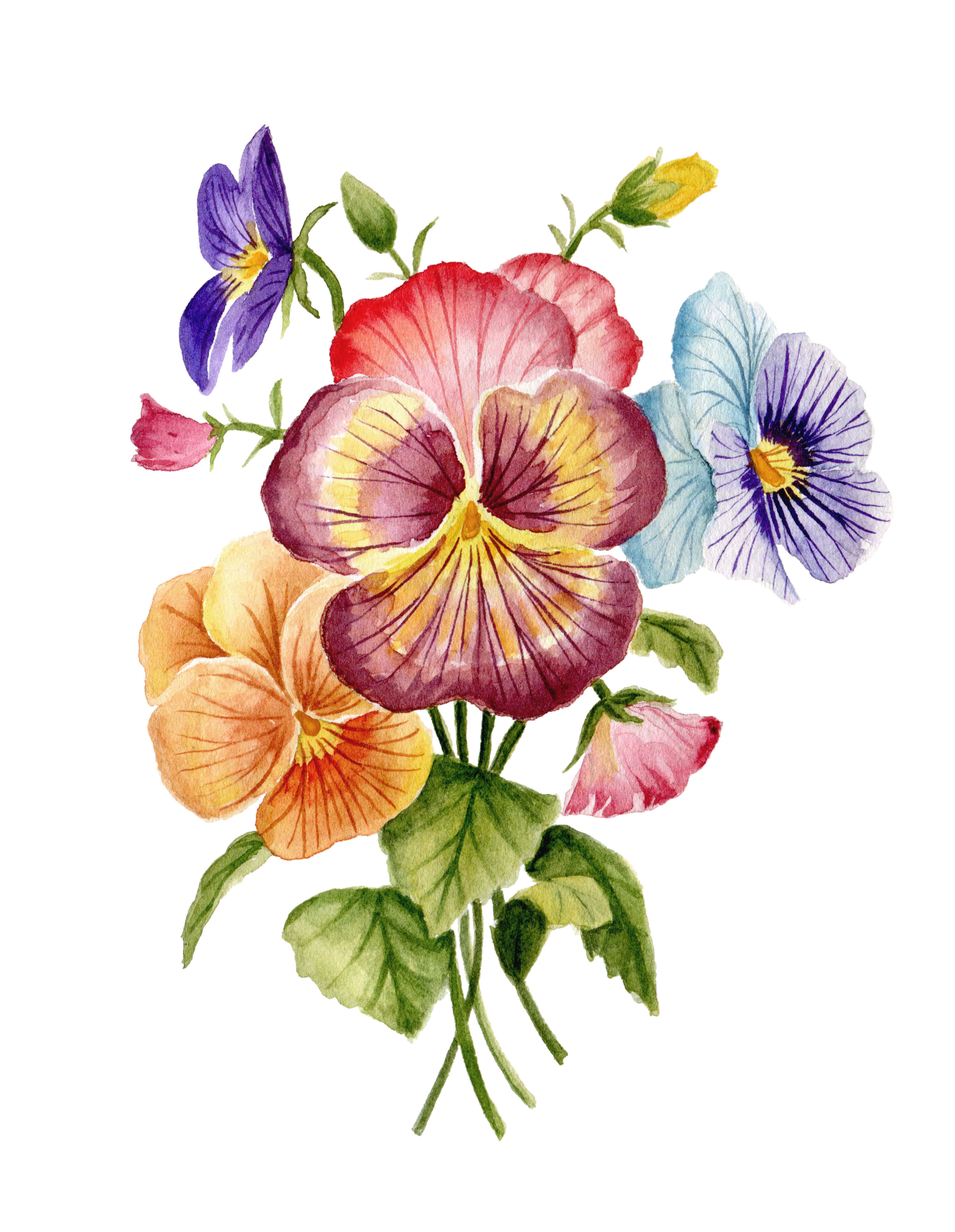 "Colorful Pansies"