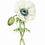 Thumbnail: "White Anemone"