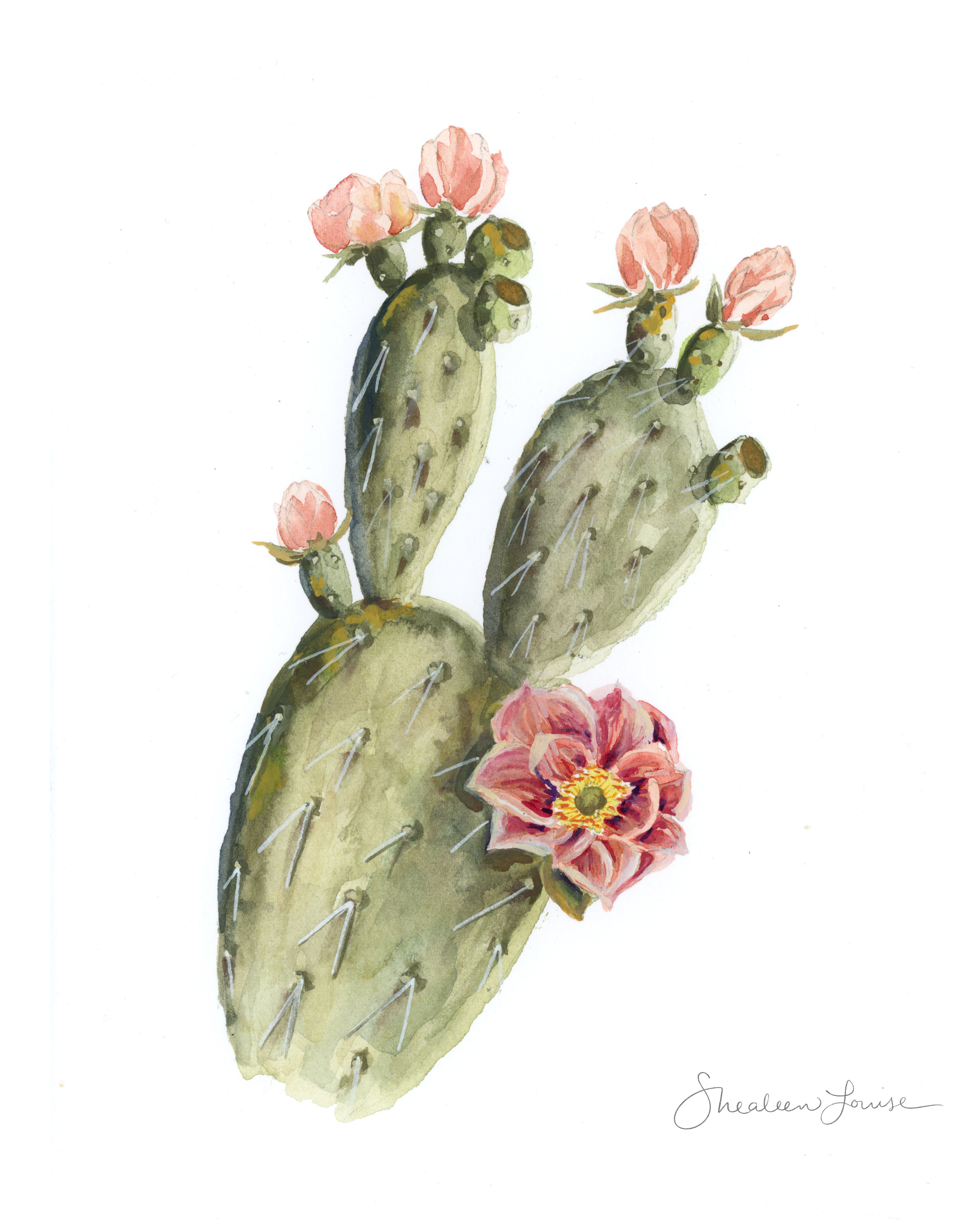 "Prickly Pear Cactus with Pink Blooms"