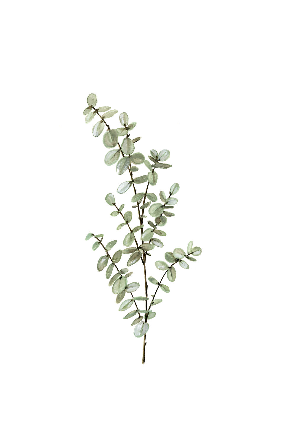 "Baby Blue Eucalyptus" Botanical Print